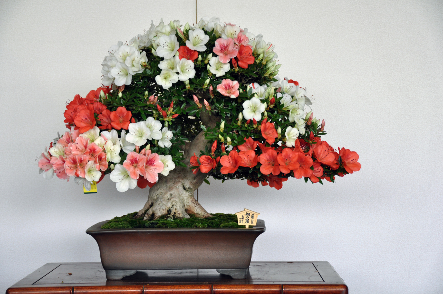 Chairperson of Kanuma Municipal Assembly Award, Cultivar Asahi-no-Izumi