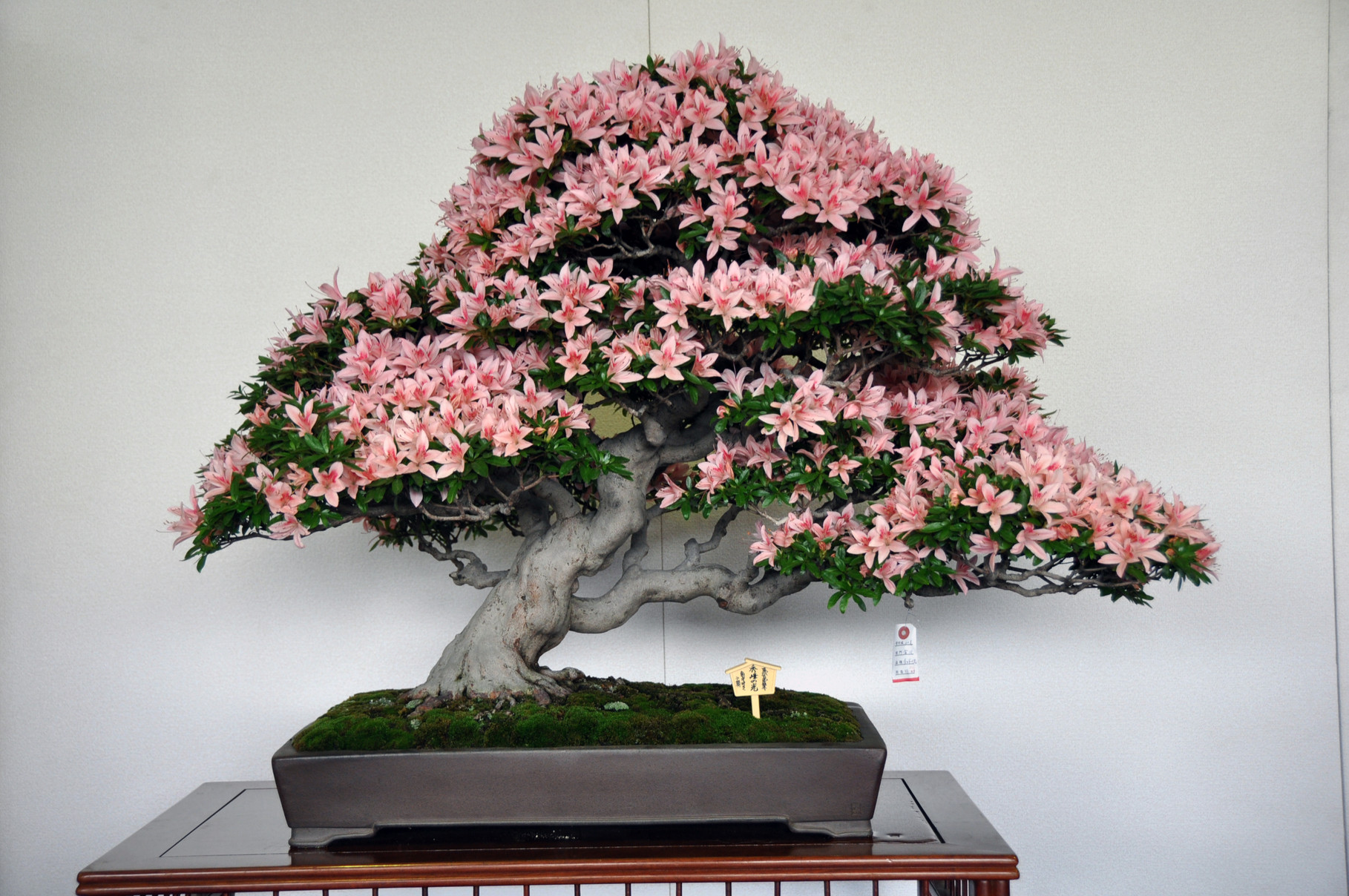 Tochigi Prefecture Award, Cultivar Shuho-no-Hikari