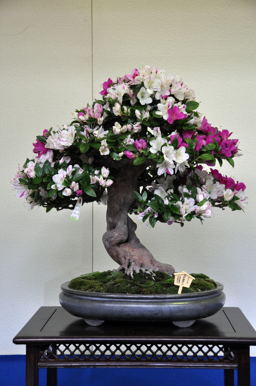 Minister of Justice Award, Cultivar Yukari