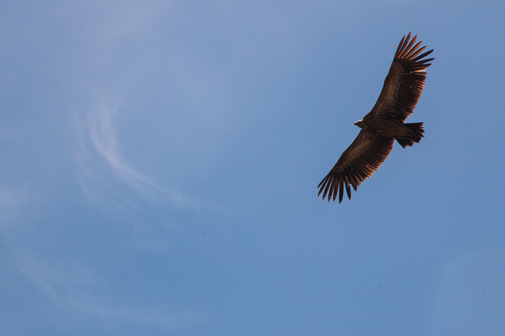 Kreisender Adler vor blauem Himmel