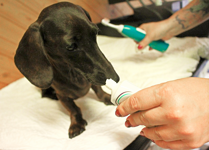 Besonders wichtig ist mir, den Hund stressfrei an die Behandlung heranzuführen. Dackel Lucy freundet sich zunächst mit der Zahncreme an, bevor es losgeht.
