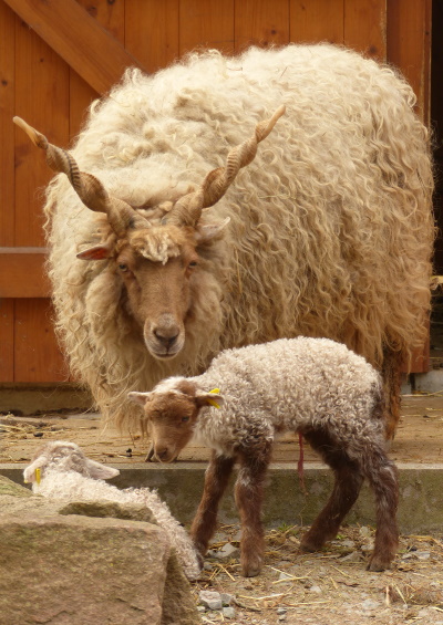 Zackelschaf-Mutter mit neugeborenen Jungtieren