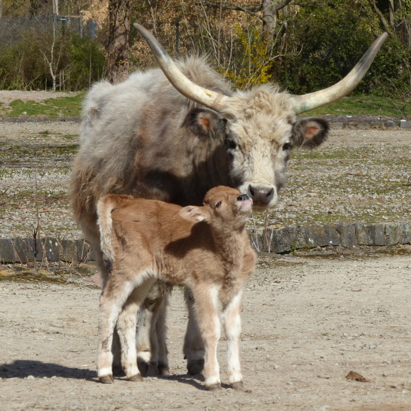 Vier Tage altes Steppenrind­kalb mit seiner Mutter.