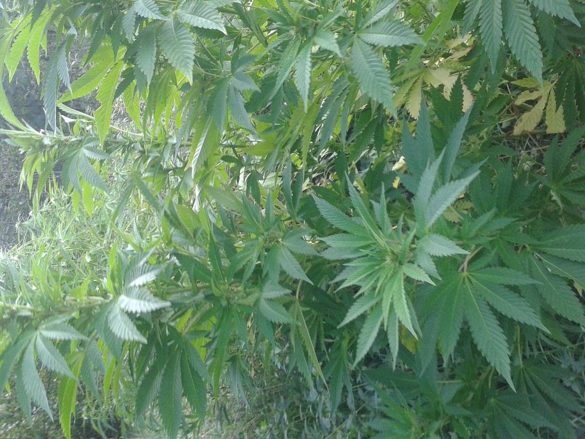 Cannabispflanzen in der Wohnung, noch schnell eine ...