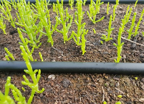 Anbauversuch mit Salicornia. © Grow Up Salicornia GbR