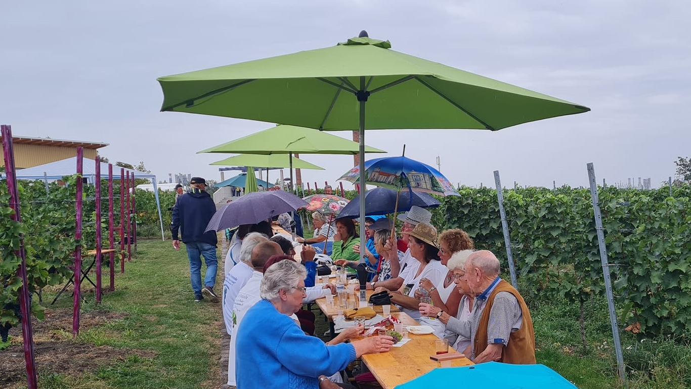 Federweißerverkostung im Bernburger Weinberg