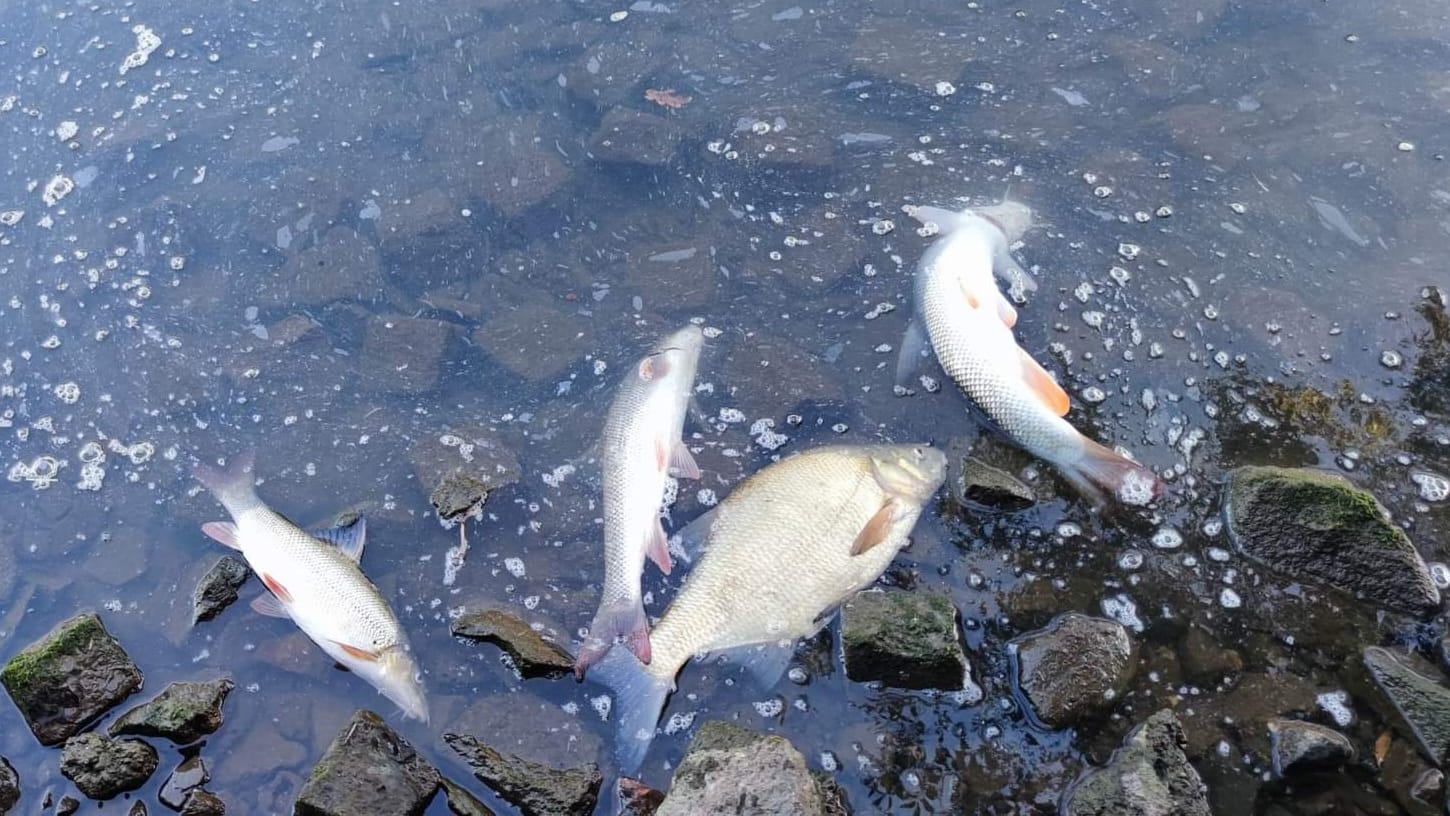 Anglerfreunde regen Zweifel an Ursache für Fischsterben