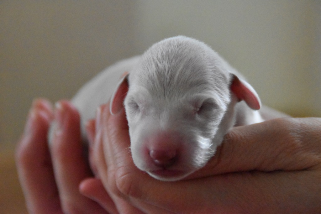 Der Junge, geboren am 05.08.2019, 8:50 Uhr, 321 g