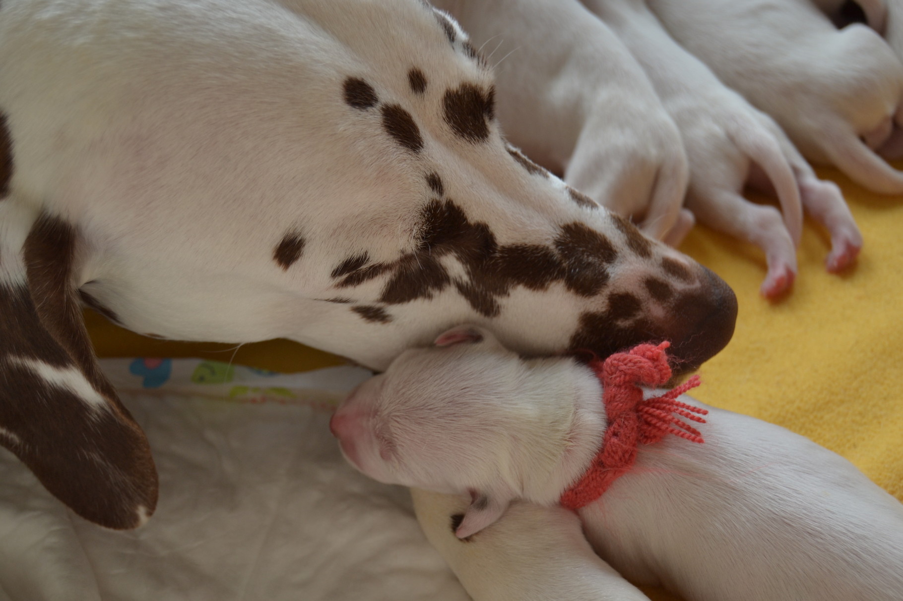 Fräulein Rot kann gar nicht genug von der Mama bekommen