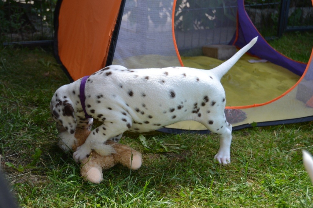 Allegra spielt mit dem Hasen