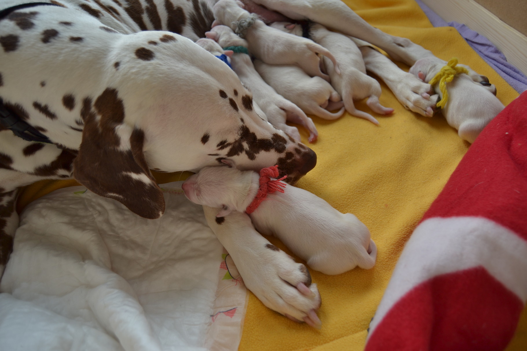 Fräulein Rot kuschelt mit Mama