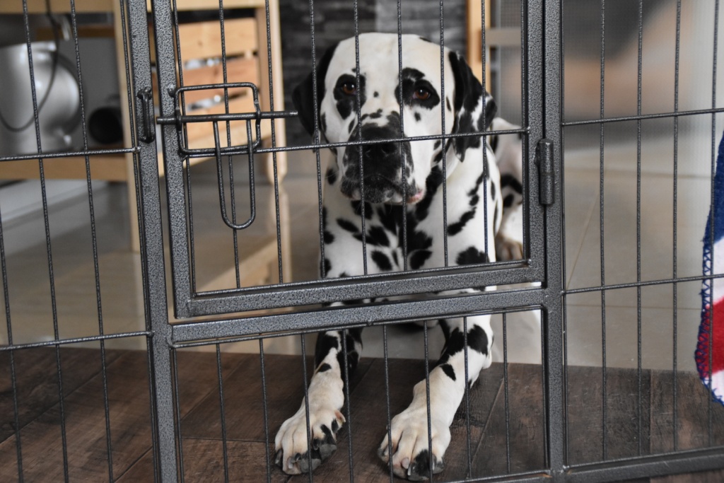 Rocko muss draußen vor dem Welpengehege warten. Er ist sehr lieb, aber auch ein bisschen neugierig