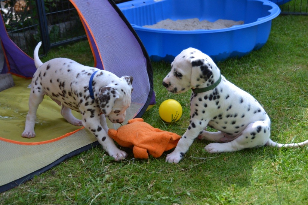 Amaretto und Amore Mio spielen 