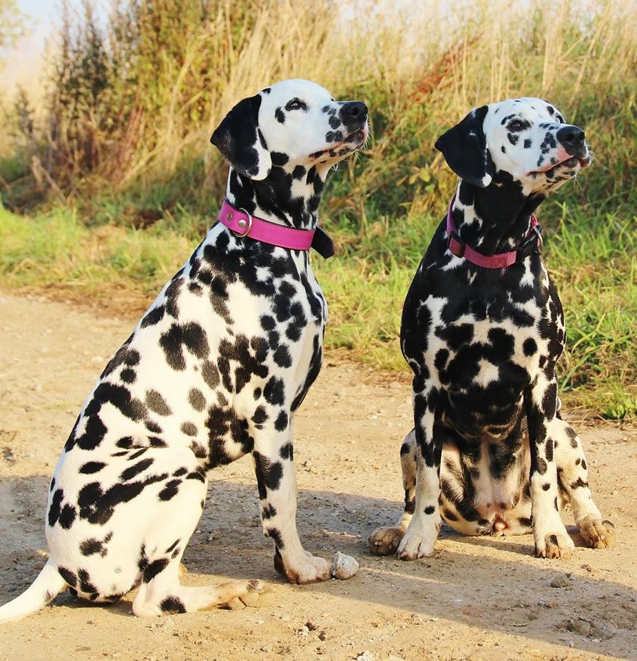 Ella und ihre Schwester Bailey