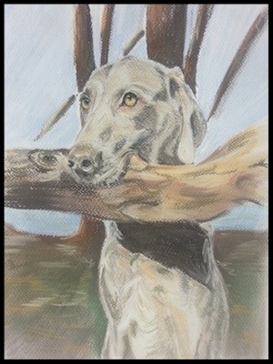 Weimaraner- Auftragsarbeit in Pastell