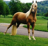 Tennessee Walking Horse