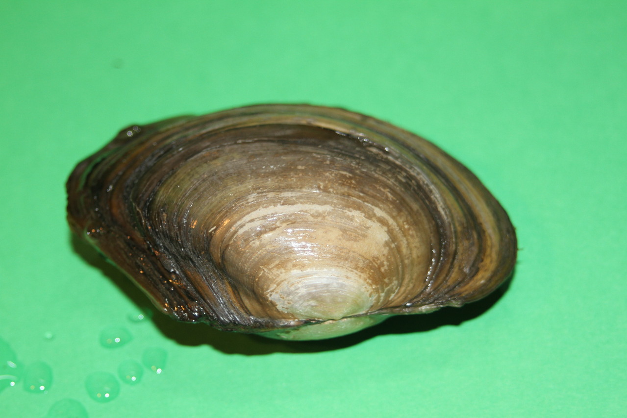 Muscheln Vermehrung Muscheln Vermehrung