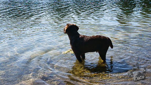 Unsere Wasserratte im Wiechumer See