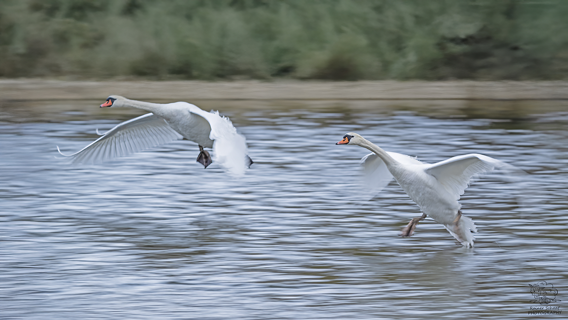 Wasservögel an der Isar