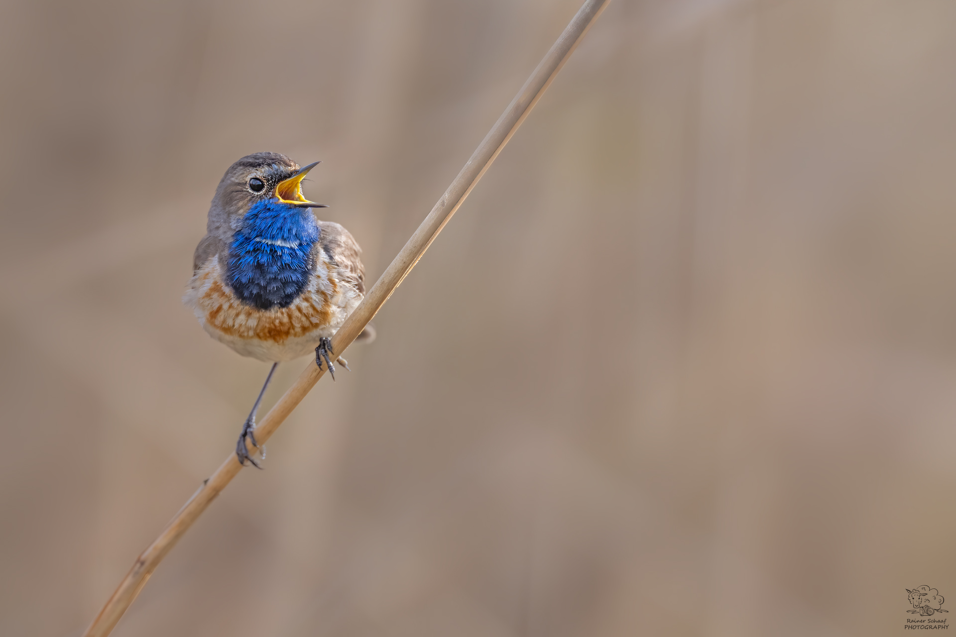 Blaukehlchen (Luscinia svecica)