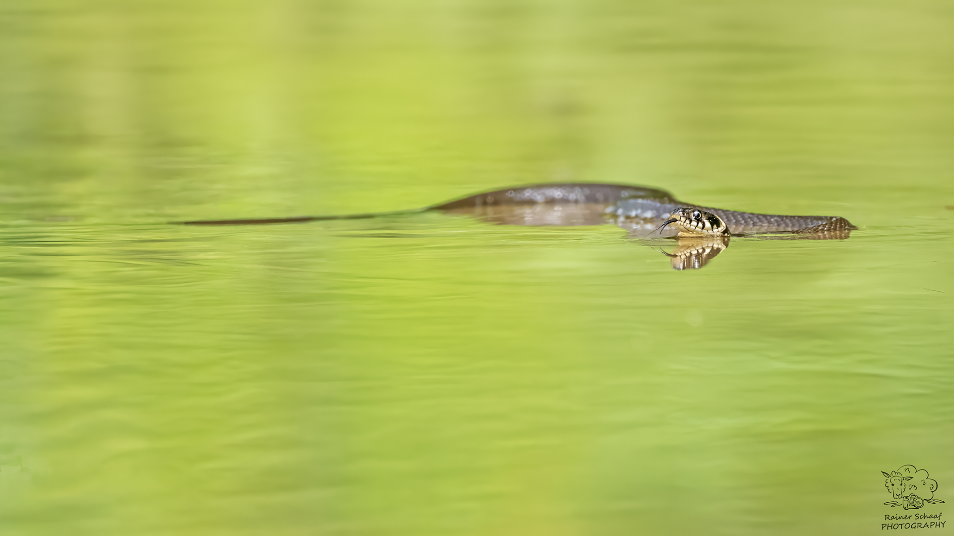 "Scheue" Frosch- und Fischjägerin