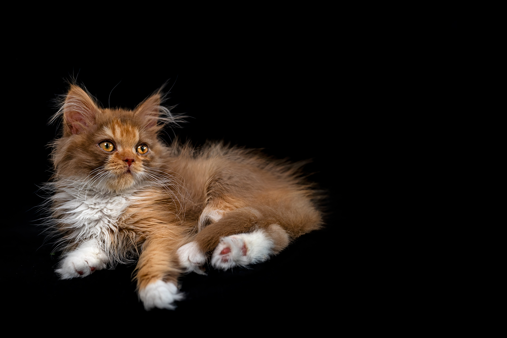 Britisch Langhaar Kitten