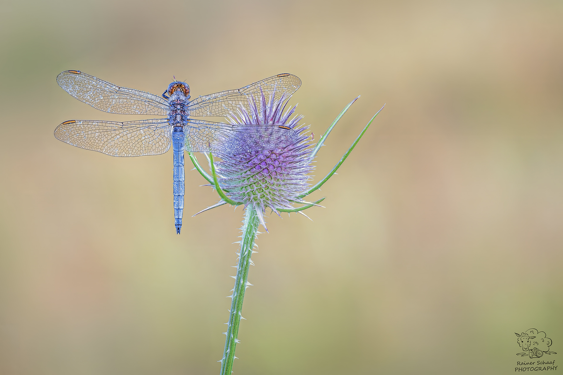 Südliche Blaupfeil Libelle (Orthetrum brunneum)