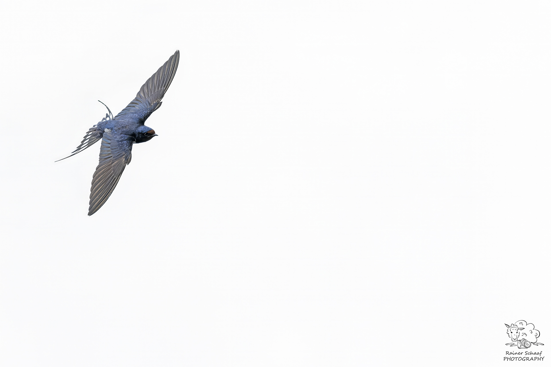 Rauchschwalben (Hirundo rustica)