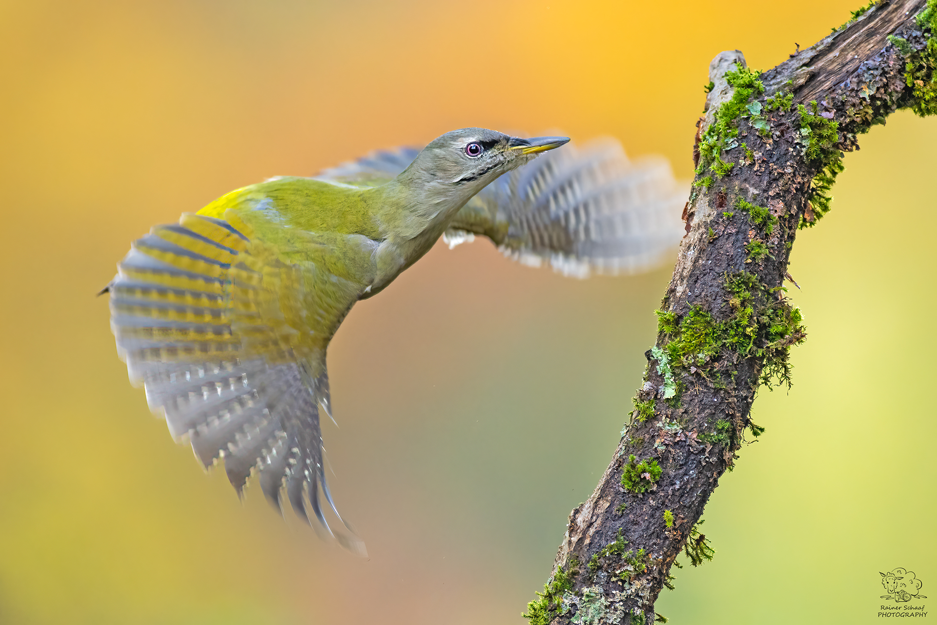 Anfliegender Grauspecht (Picus canus)