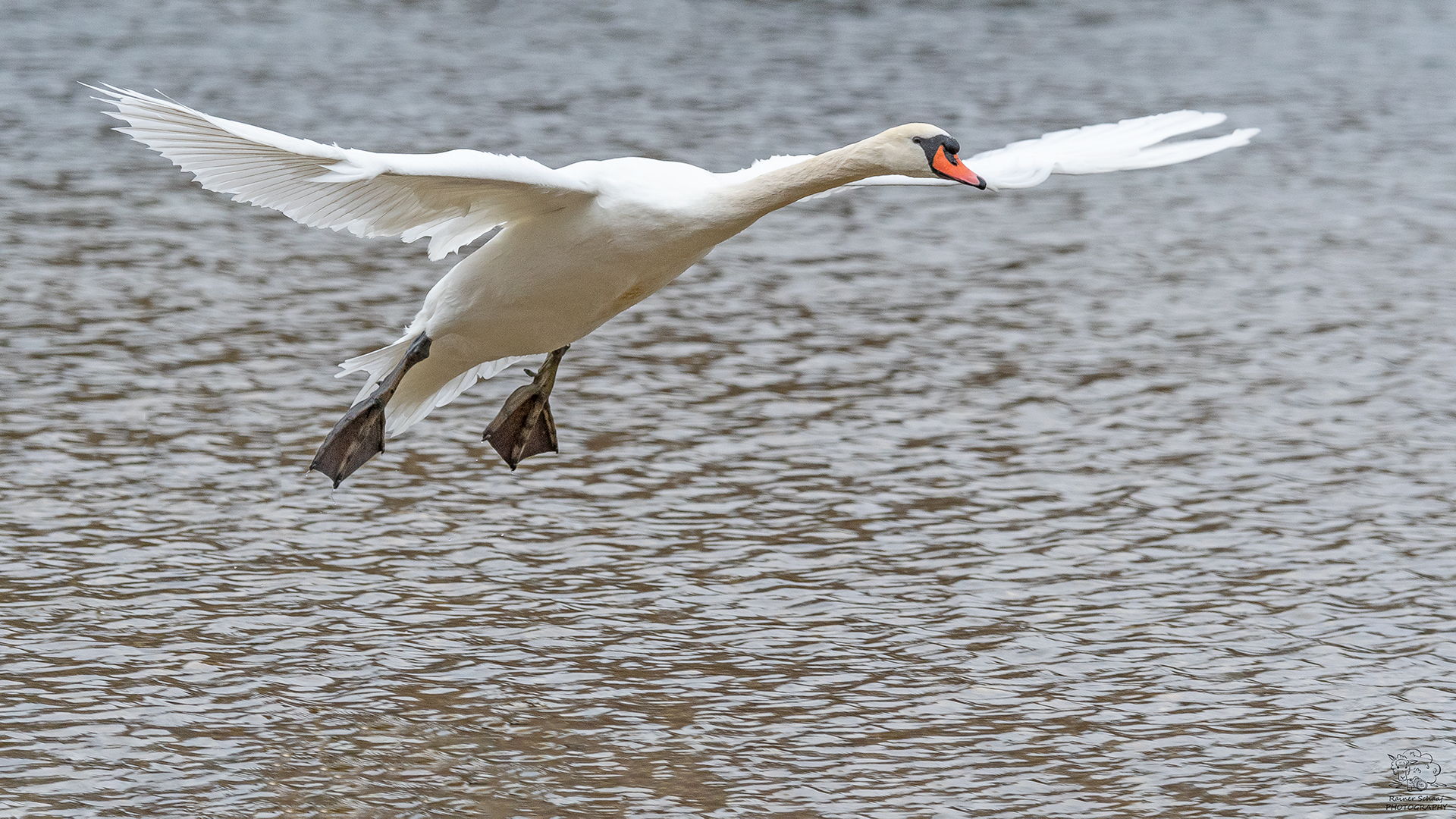 Schwäne am Flaucher