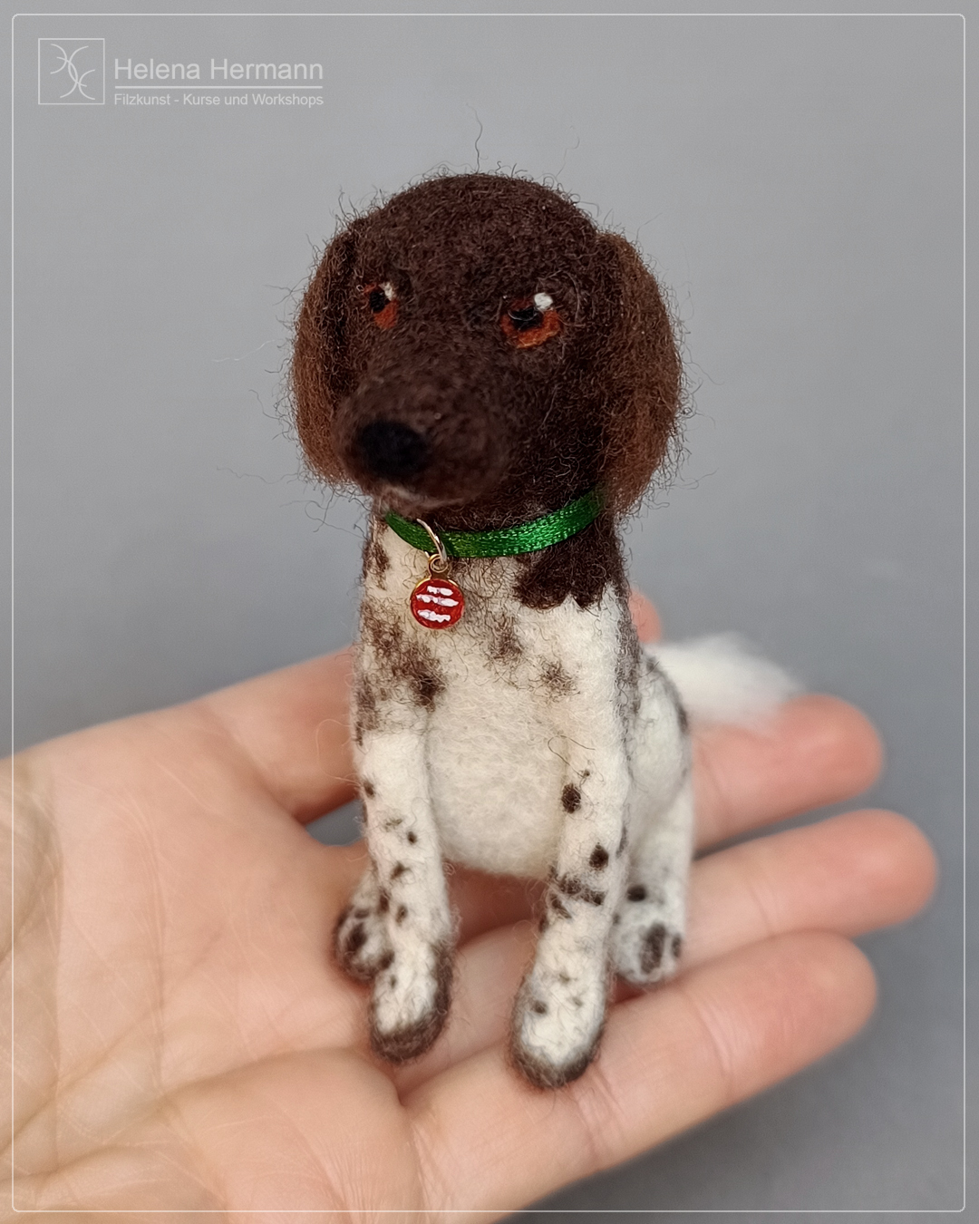 Der kleine Münsterländer ist bereit für sein neues Zuhause!