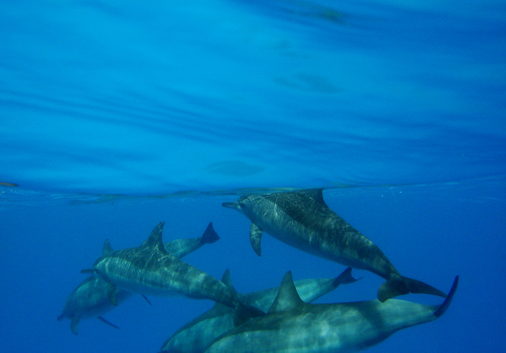 Souffleur de l'Océan Indien Tursiops aduncus 