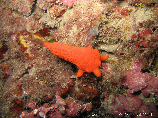 régénération des bras d'une étoile de mer rouge (echinaster sepositus)