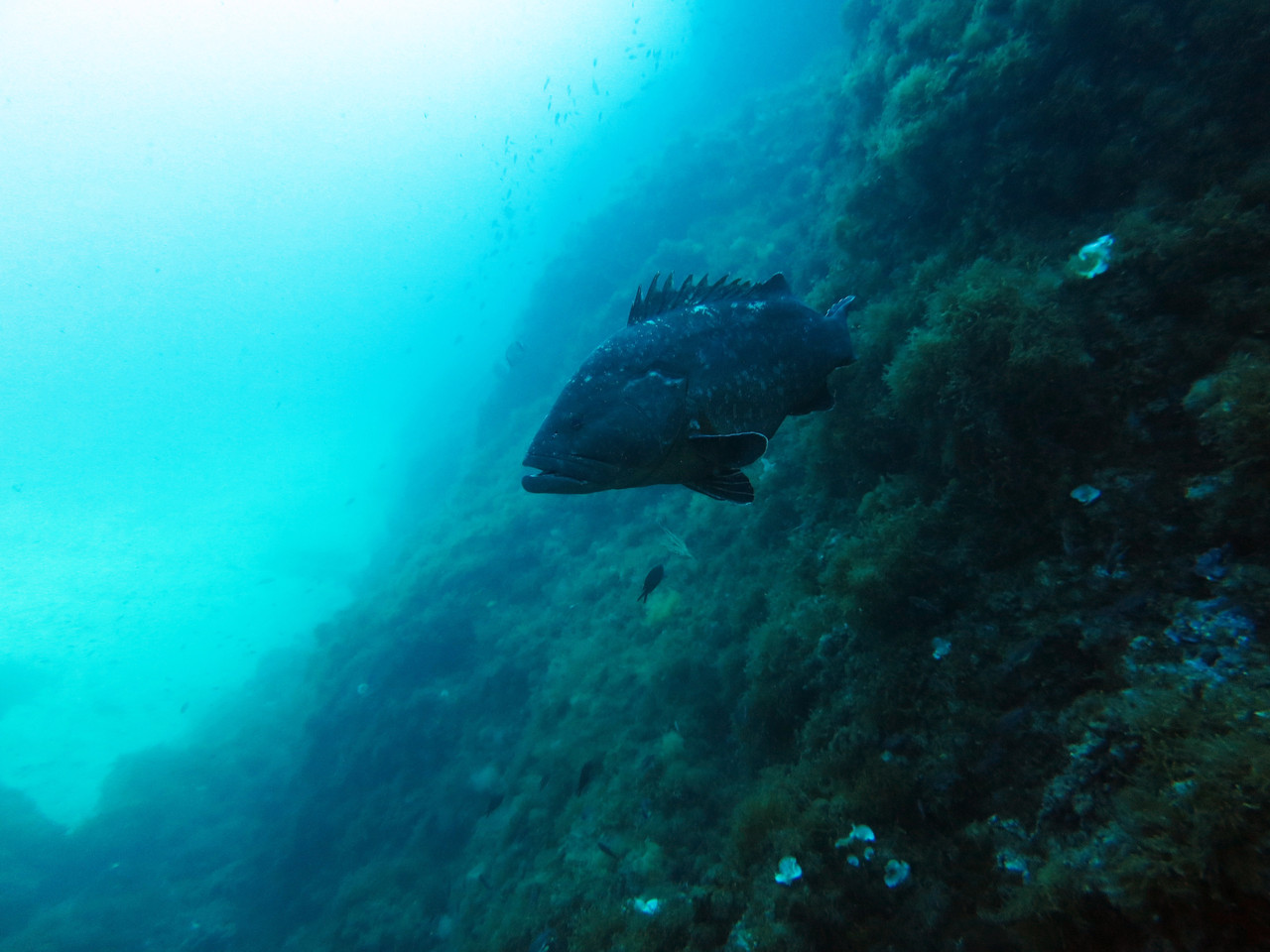 Epinephelus Mérou