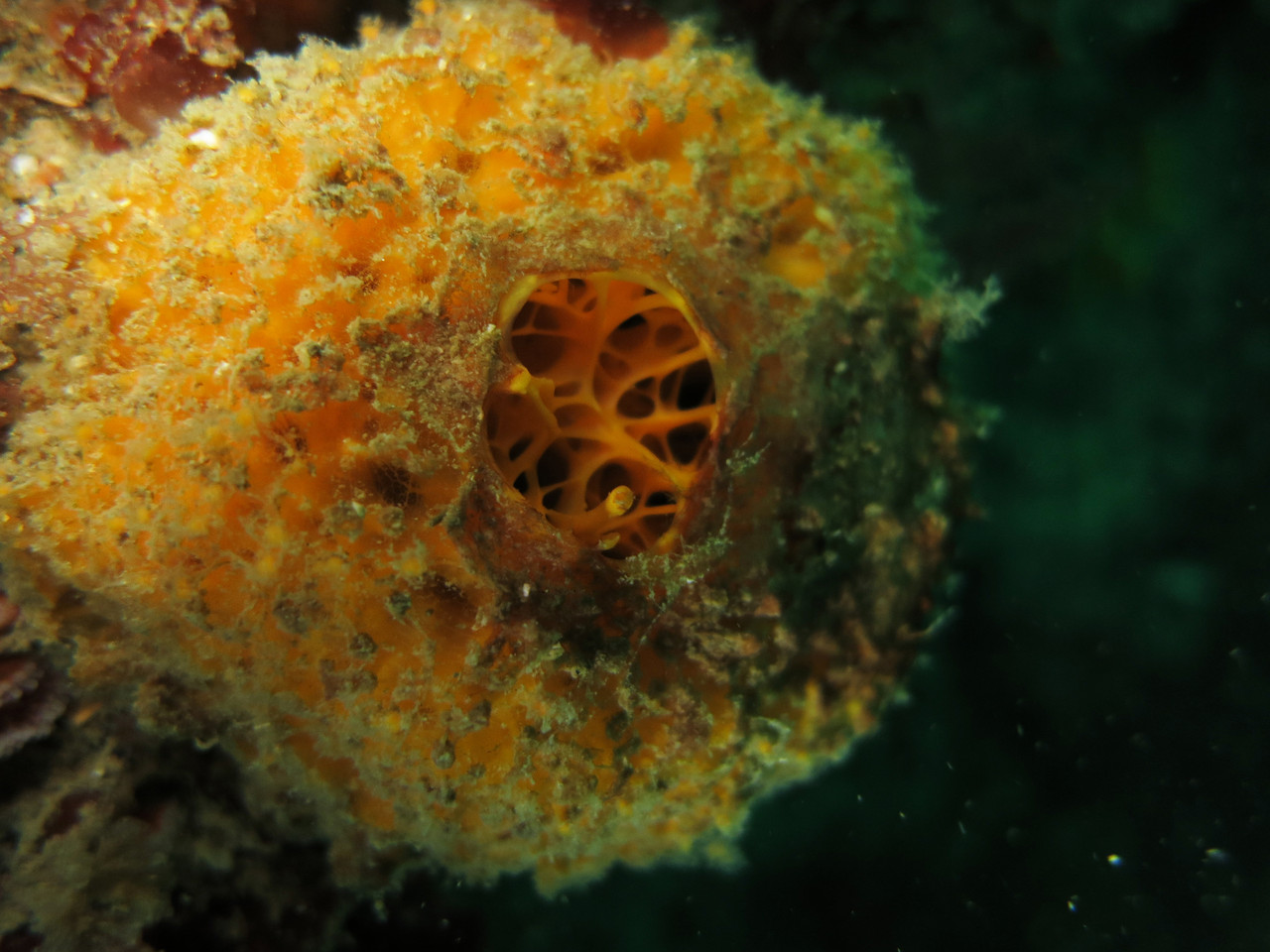 tethya aurantium, orange de mer éponge  - Saint-Cast Côte d'Armor