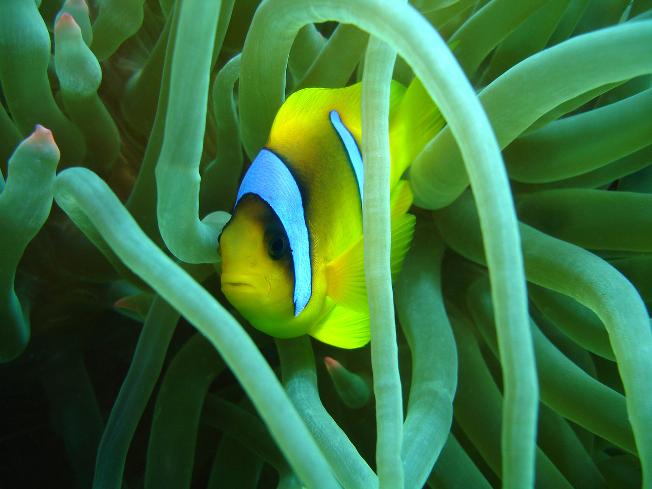 poisson clown    Amphiprion clarkii