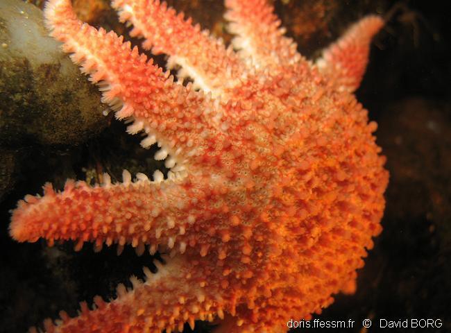 crachat d'amiral (crossaster papposus)