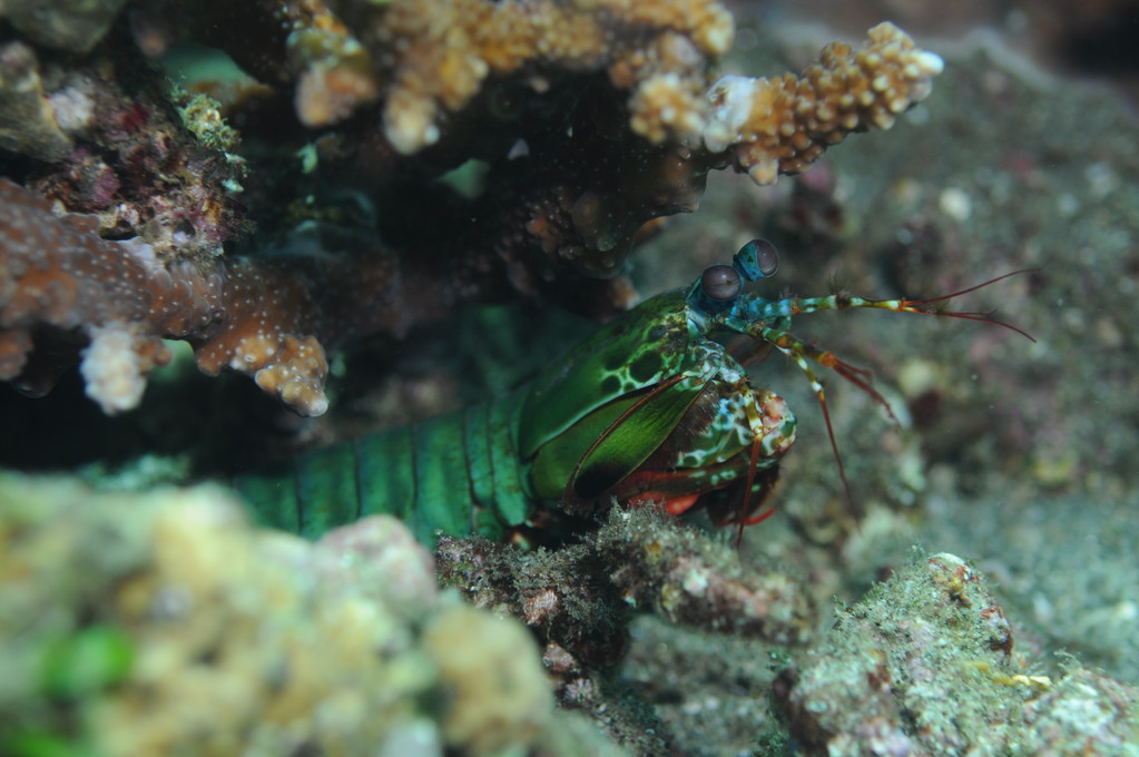 sqille multicolore "odontodactylus scyllarus" (Arthropode) Apo Philippines