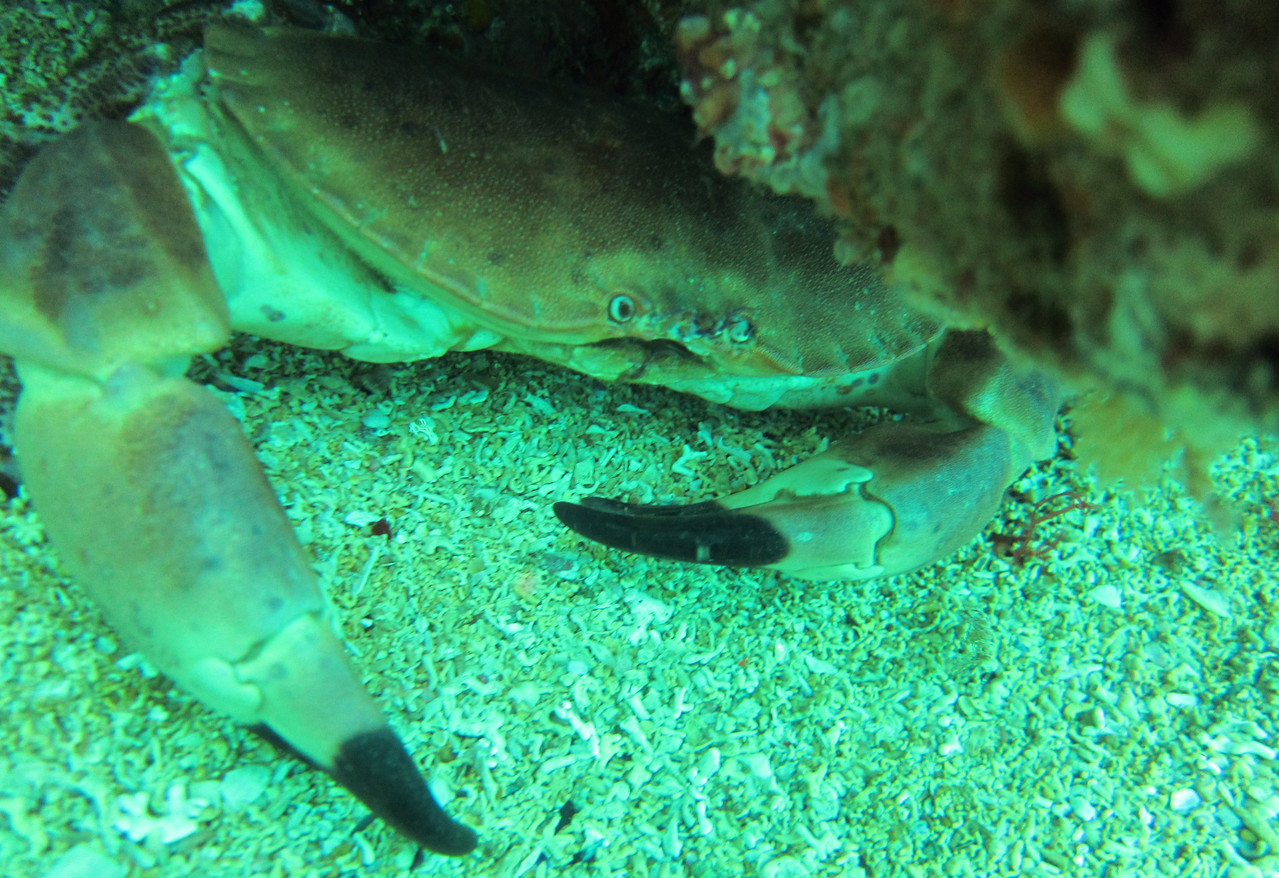 cancer pagarus, tourteau, crabe dormeur - Saint-Cast Côte d'Armor