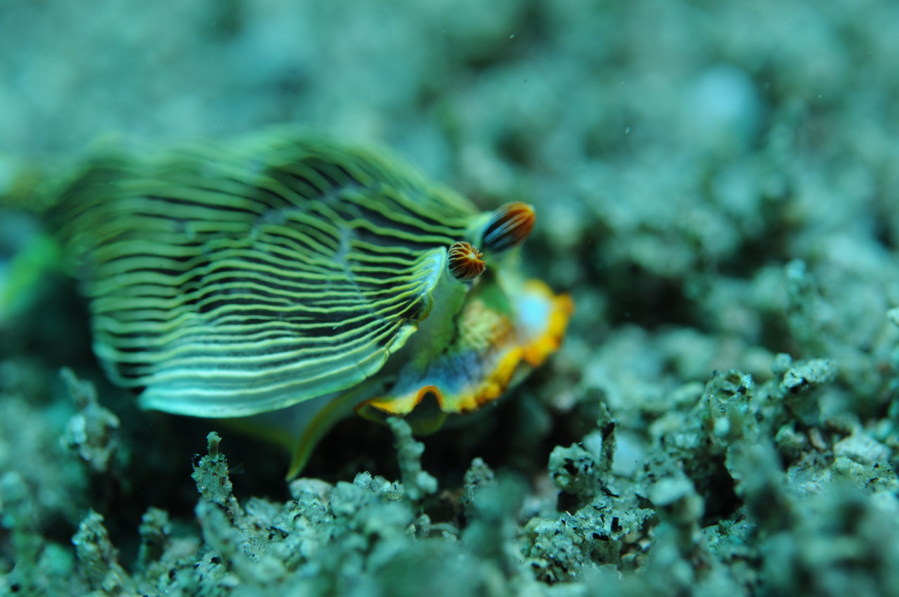 Mollusque opisthobranche armine striée armina, Negros orientales, Philippines