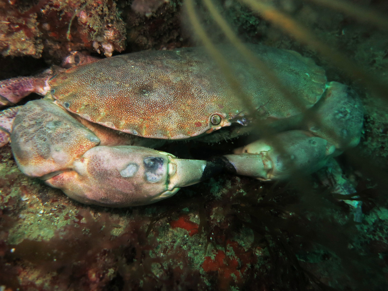 cancer pagarus, tourteau, crabe dormeur - Saint-Cast Côte d'Armor