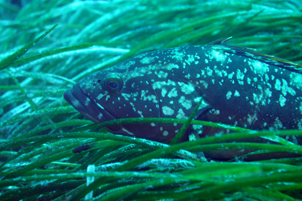 Epinephelus Mérou