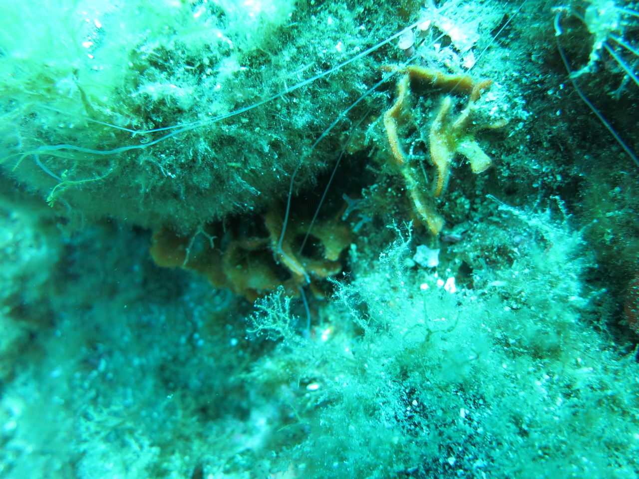 Eupolymnia nebulosa, térébelle