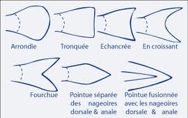 Différente formes de nageoires caudale