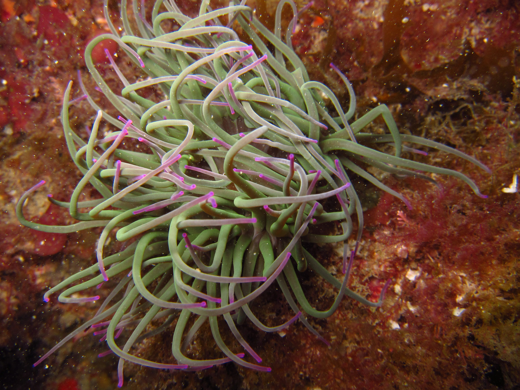 Anemonia viridis, anémone verte, cnidaire - Saint-Cast Côte d'Armor