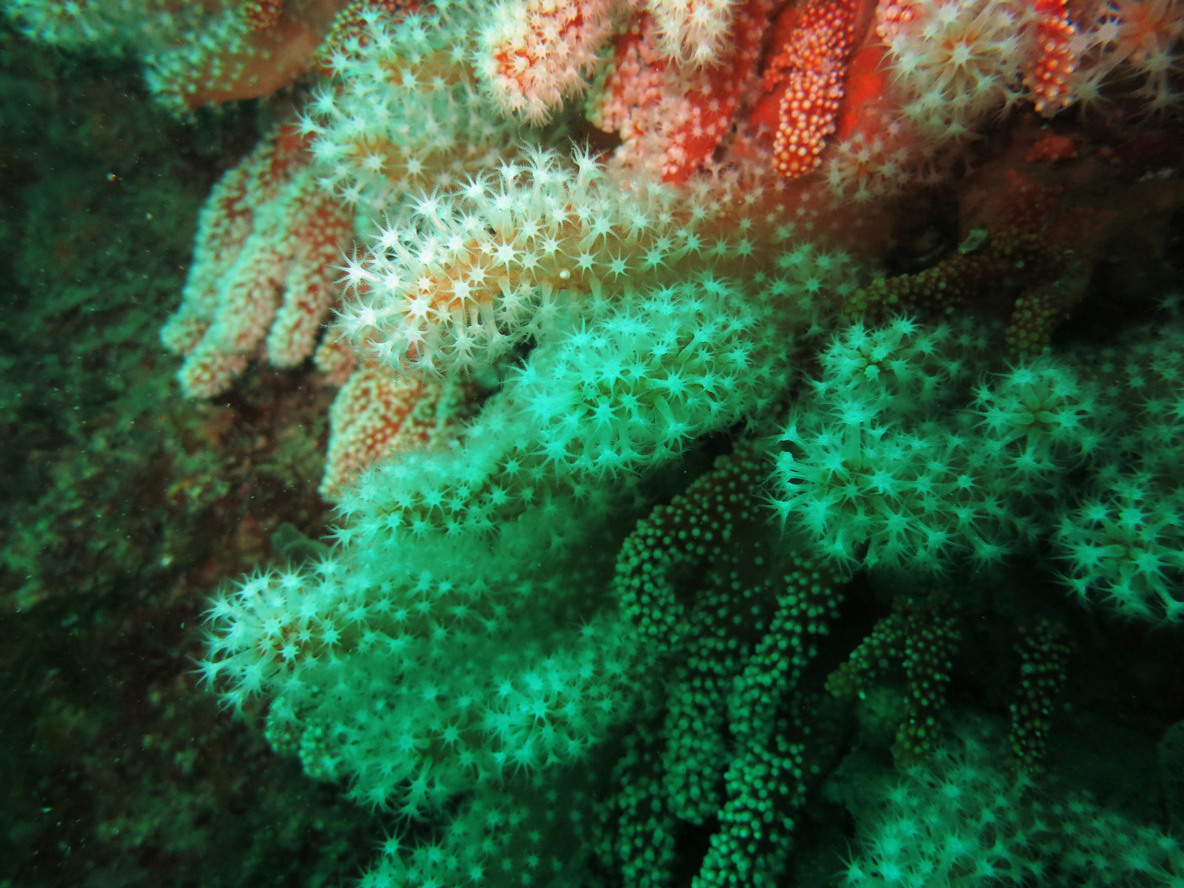 Alcyonium glomeratum - alcyon rouge Saint-Cast Côte d'Armor