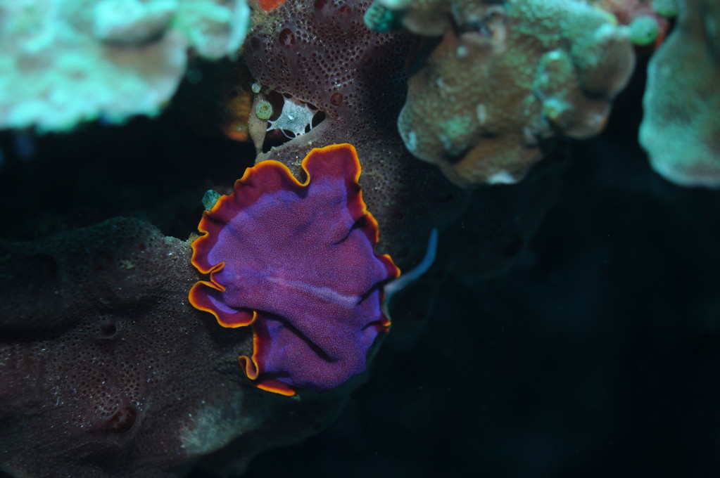 Plathelminthe, Negros orientales, Philippines