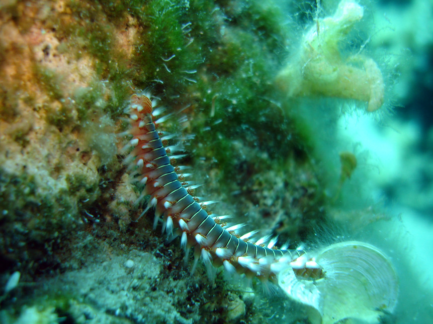 Hermodice carunculata vers de feu