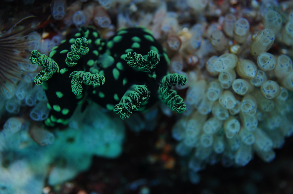 Mollusque opisthobranche nembrotha cristata, Negros orientales, Philippines