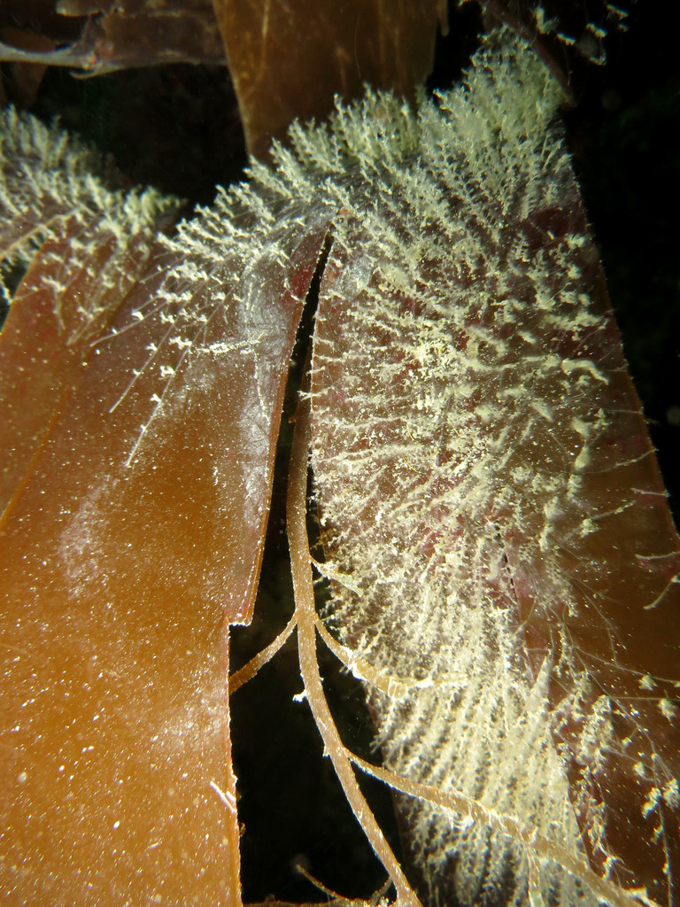 Obélie Obelia geniculata Cnidaires Hydraires - Saint-Cast Côte d'Armor